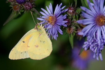 Clouded Sulphur (Common Sulphur)