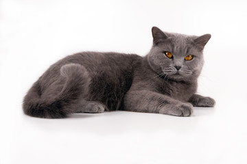 Studio shot of a beautiful cat on a white background