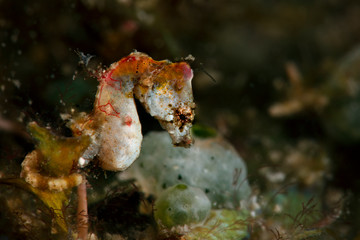 Pontoh's pygmy seahorse (Hippocampus pontohi). Underwater macro photography from Romblon, Philippines