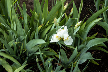 White cockerel iris flowers in high leaves. Colorful spring landscape
