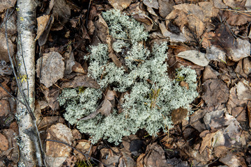 moss grows in the woods on a substrate, their fallen leaves and twigs