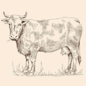 A cow stand on the grass in a pasture. Pencil sketch drawing isolated on a beige background.