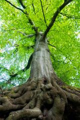 Fototapeta na wymiar Imposanter mystischer Baum