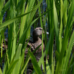 Female mallard duck hiding