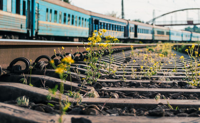 railway with old trains and yellow flowers