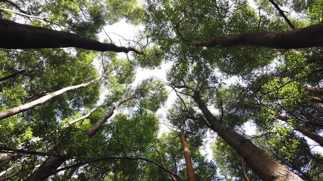 Top view of scenic trees in a forest. Crowns of trees with bright afternoon sun and rays. looking up to the trees.