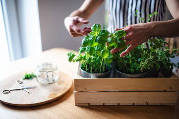 Unrecognizable woman indoors at home, cutting green herbs.