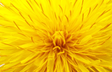 Dandelion flower head. Macro photo.