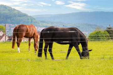 Horses graze on pasture behind an electric fence