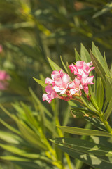 pink and white flowers