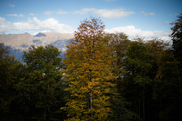 Beautiful autumn forest and mountains in Sochi Rosa Khutor.