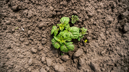 potatoes growing on the ground close-up