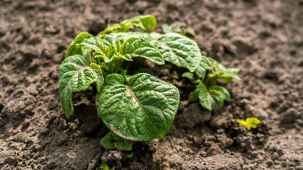 potatoes growing on the ground close-up
