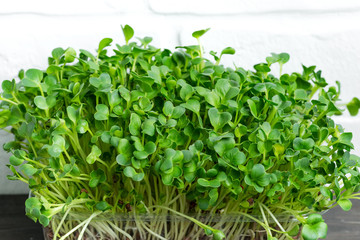 Obraz premium Natural organic microgreen in a transparent box on a wooden table against white brick wall.