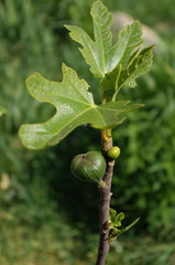 Figs growing on a tree on a green background with the sun shining through the leaves. Unripe green figs on tree, vegan life and diet concept.