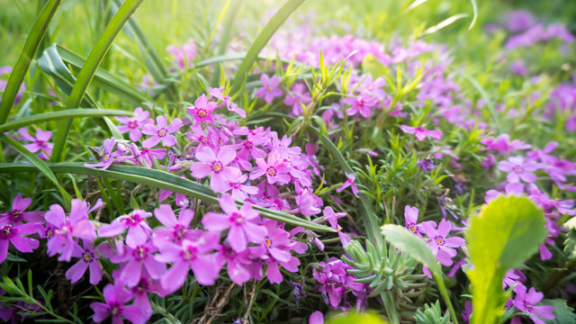 Plox 이미지 – 찾아보기 18 스톡 사진, 벡터 및 비디오 | Adobe Stock