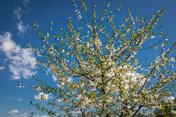 Blooming flowers on trees in spring, Poland