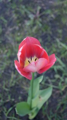 red tulip flower