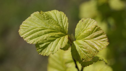 yellow leaves of a tree