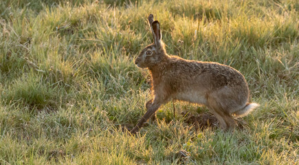 Brown Hare / European Hare © David