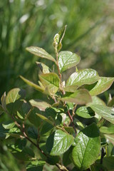 yellow leaves of a tree