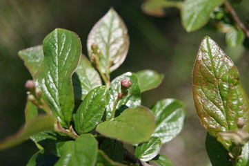 yellow leaves of a tree