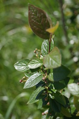 yellow leaves of a tree