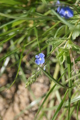 blue flower in the spring