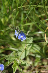 blue flower in the spring