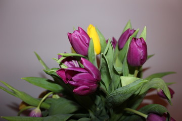 
beautiful bouquet of tulips