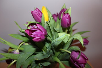 Obraz premium beautiful bouquet of tulips