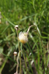 dandelion in the garden
