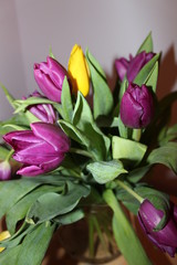 Obraz premium beautiful bouquet of tulips