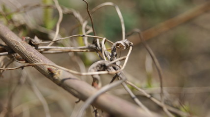 branches of a tree