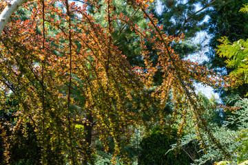 Yellow flowers and beautiful lilac foliage on curved branches of barberry Berberis thunbergii Atropurpurea on blurred background of evergreens. Selective focus. Evergreen landscaped garden in spring