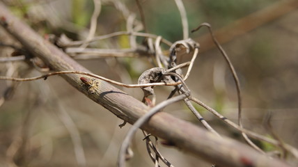 branches of a tree 