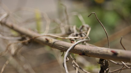 branches of a tree