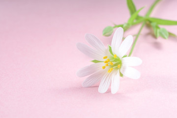 Obraz na płótnie Canvas Beautiful white flower Stellaria holostea on a pink background