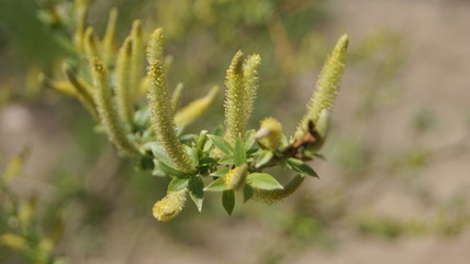 close up of a tree in the spring