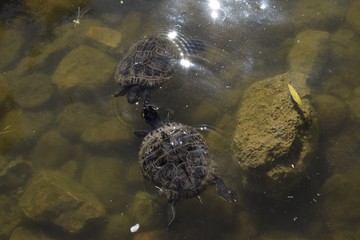 Yellow-bellied slider - Trachemys scripta scripta in the lake green water parco di monte Urpinu