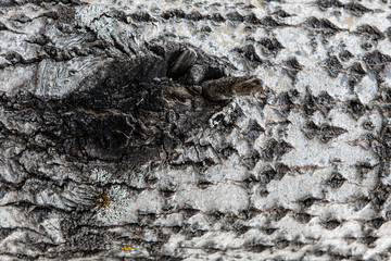 texture and background of Karelian tree. Bark of birch in northern Russia