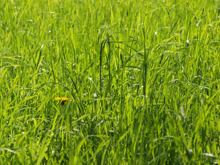 Large green field with grass under the bright sun