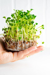 Home grown fresh organic microgreen on a woman's hand against light grey background. Close-up view.