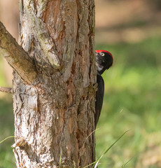 Black Woodpecker