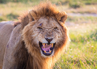 Male lion growling with angry face