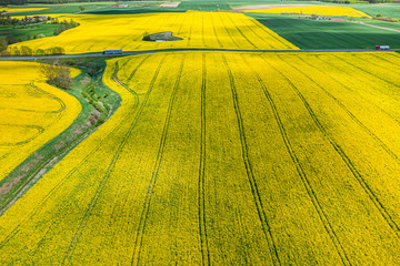 Yellow rape fields in sunny day from above - obrazy, fototapety, plakaty