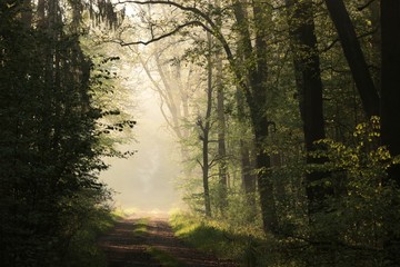 Country road through misty spring forest during sunrise
