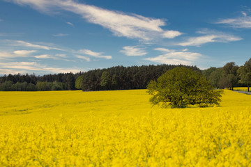 Yellow Flowering Rape Fields In Germany
