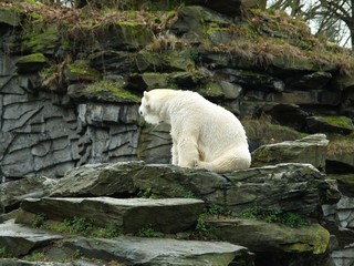 Eisbär