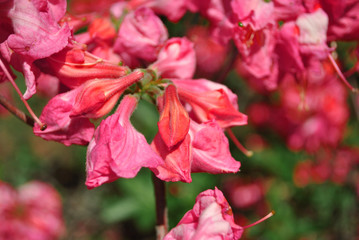 Pink rhododendron flowers close up macro detail, soft beautiful  natural organic background